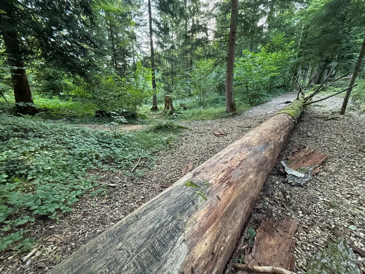Langer umgestürzter Baumstamm zum Balancieren auf dem Waldweg des Waldkindergartens.