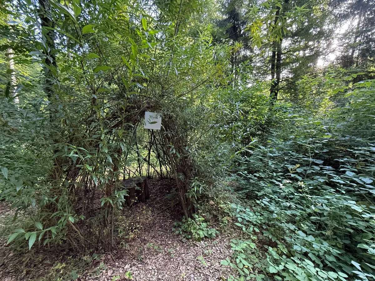 Naturhütte aus gebogenen Weidenzweigen im grünen Dickicht des Waldkindergarten-Geländes.